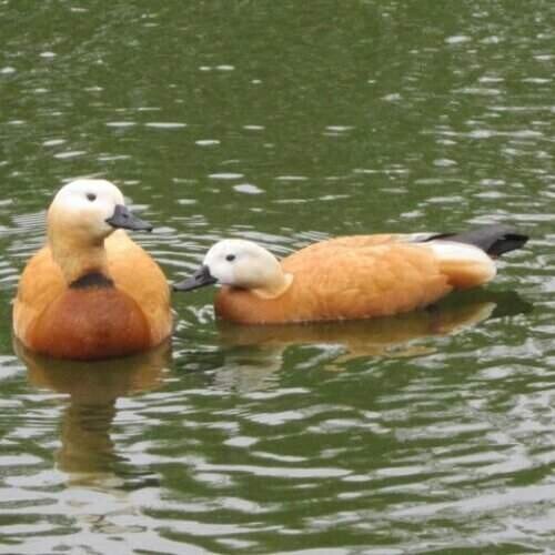 Парочка огарей - Дмитрий Никитин