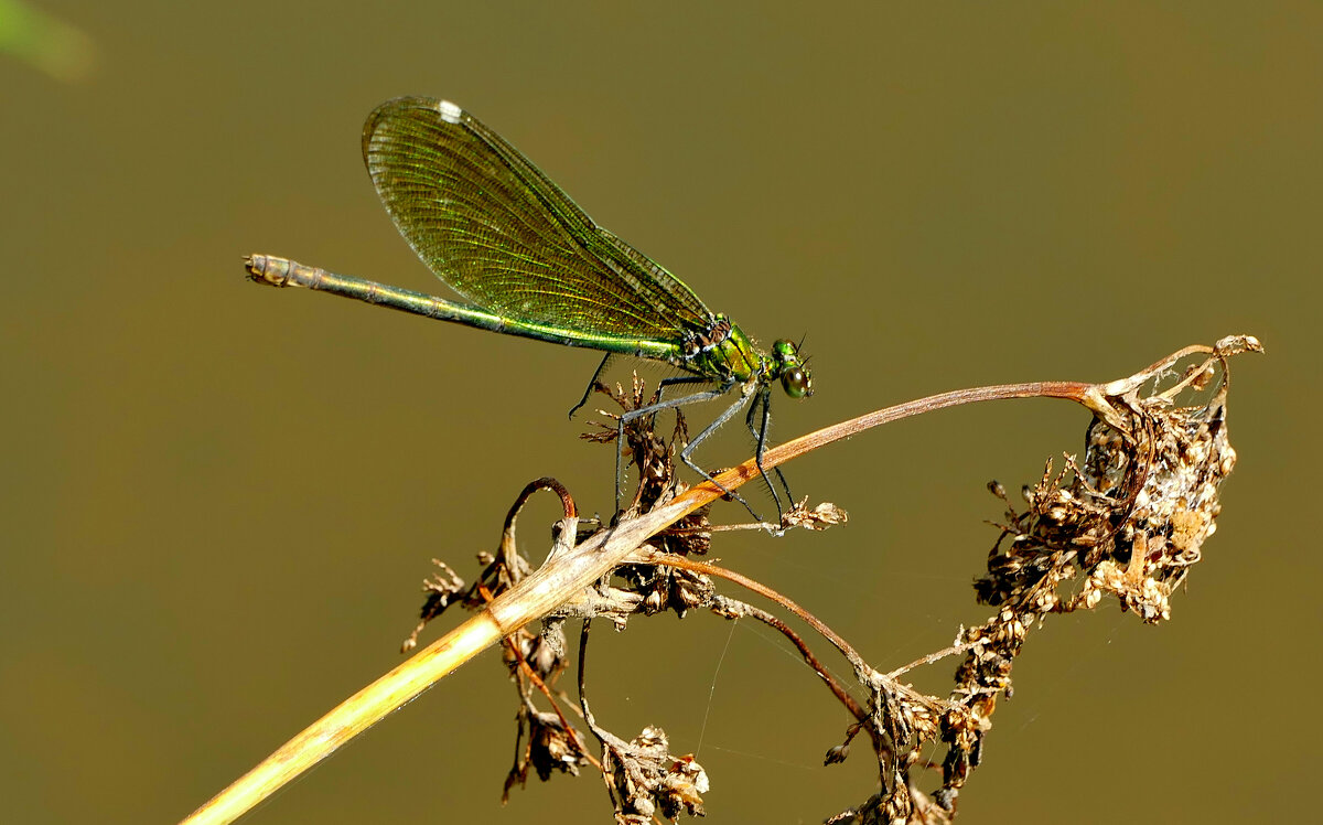 опять про стрекоз 23 - Александр Прокудин опять про стрекоз 23 - Александр Прокудин
