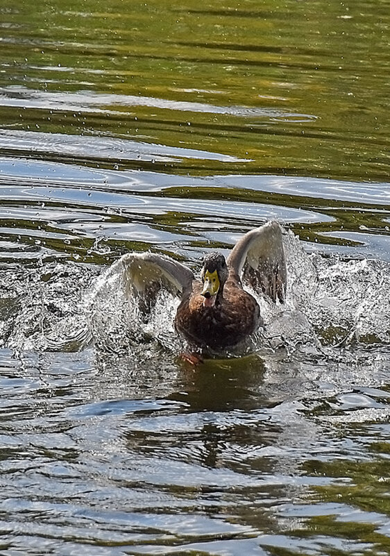 Сушу крылья! - Валентина Нефёдова Сушу крылья! - Валентина Нефёдова