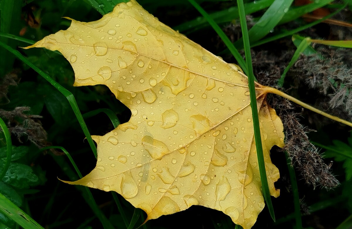 В капельках - светлана льдокова