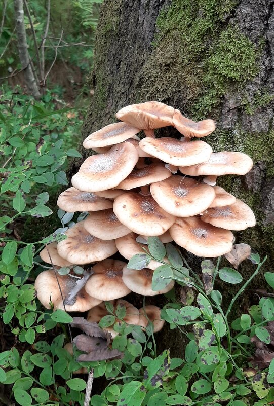 Про грибы. Опята - Наталья Герасимова