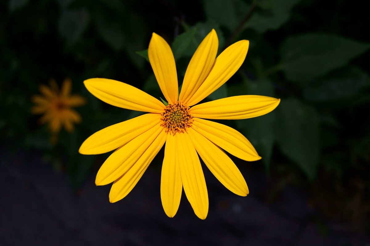 Городские цветы - Игорь Тельцов