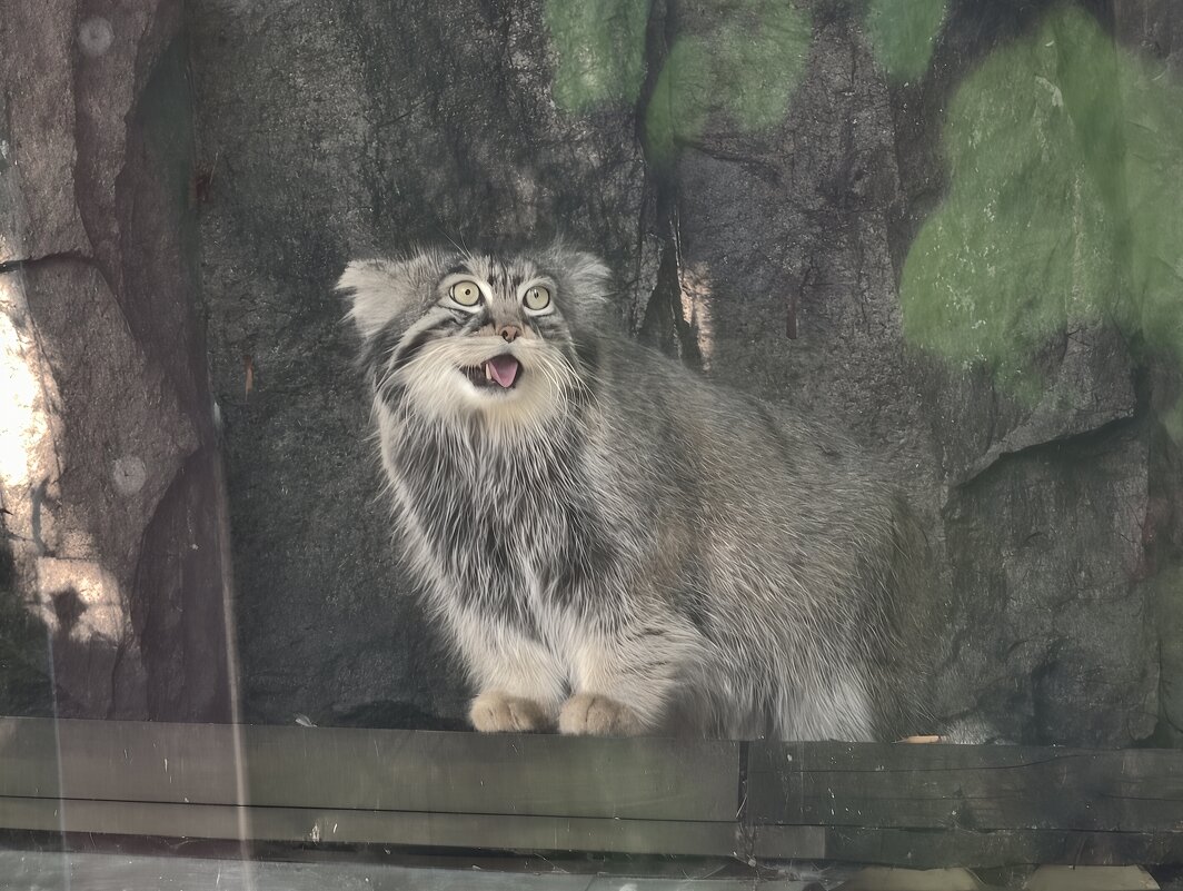 Манул Тимоша - <<< Наташа >>>