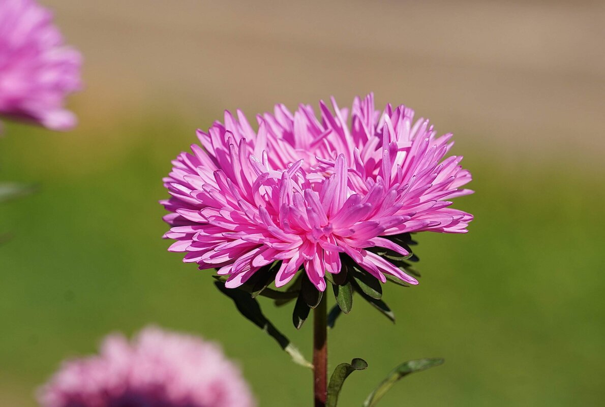 Астры - Татьяна Тюменка