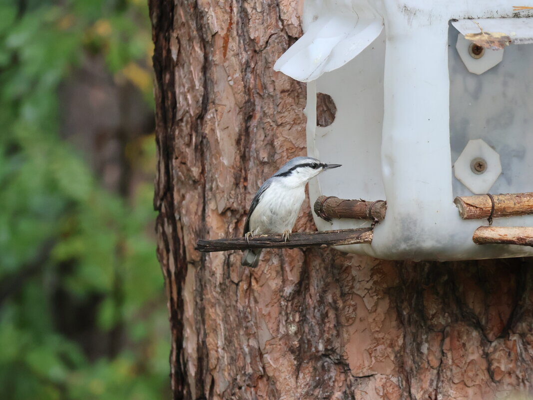 Что там принесли - Иван Ермен