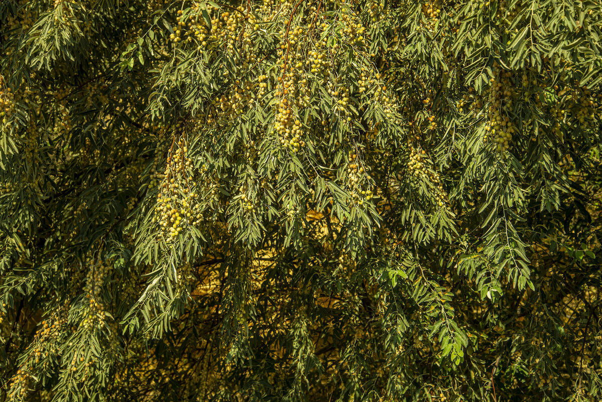 Изобилие - Анатолий Чикчирный