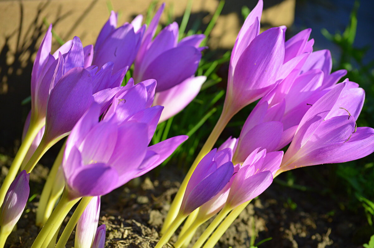 Время безвременников ) - Татьяна Лютаева