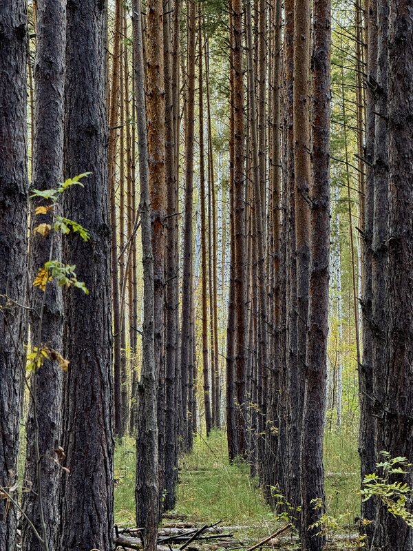 Коридор соснового леса - Сергей Адигамов