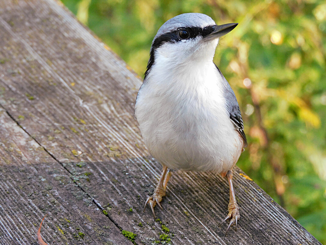 Поползень - Лина 
