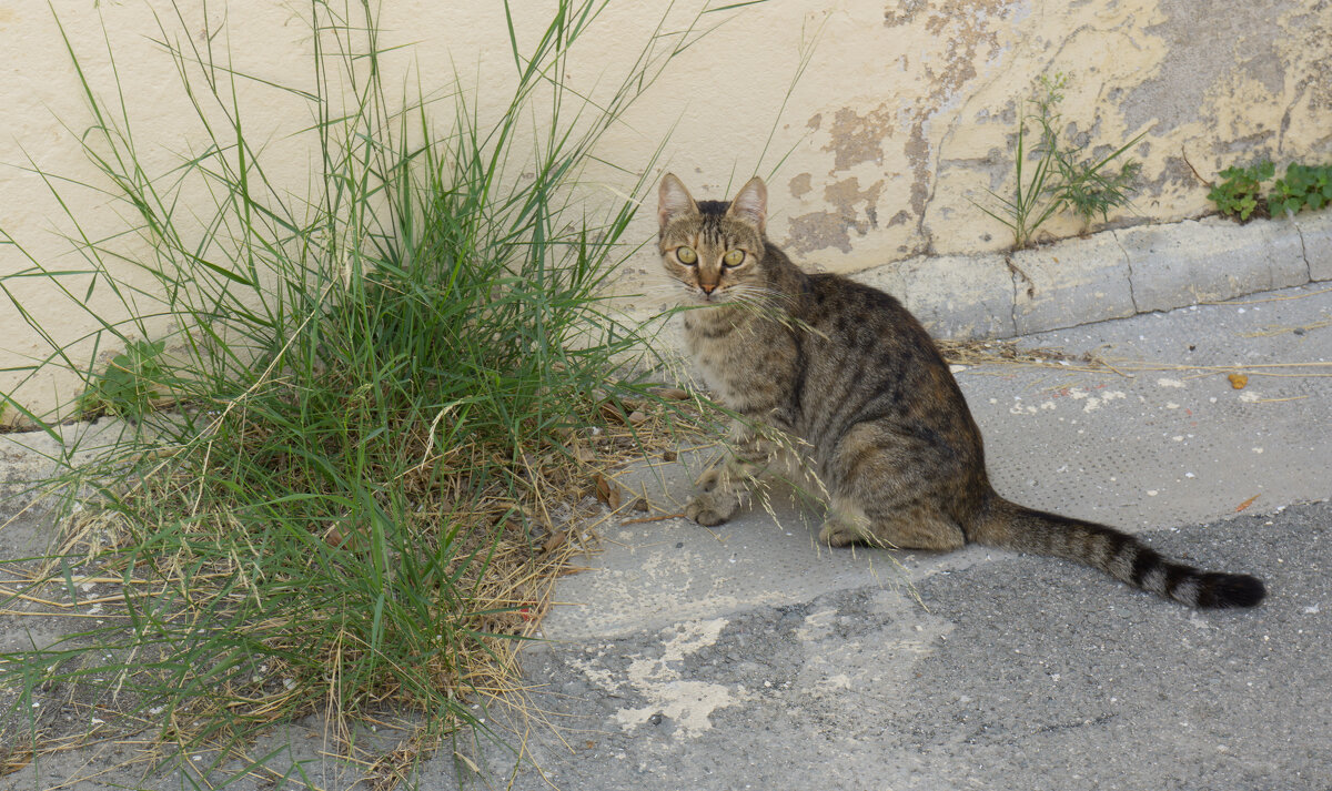 Кошки Кипра - Андрей 