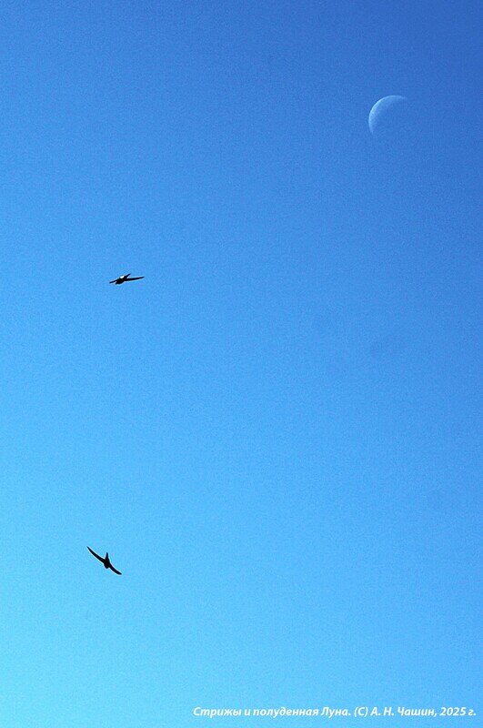 Стрижи на фоне полуденной Луны - Александр Чашин