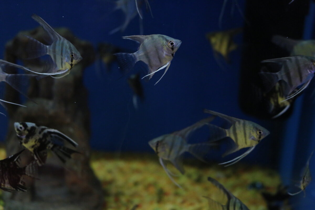 Аквариум с рыбками - Ольга Аквариум с рыбками - Ольга