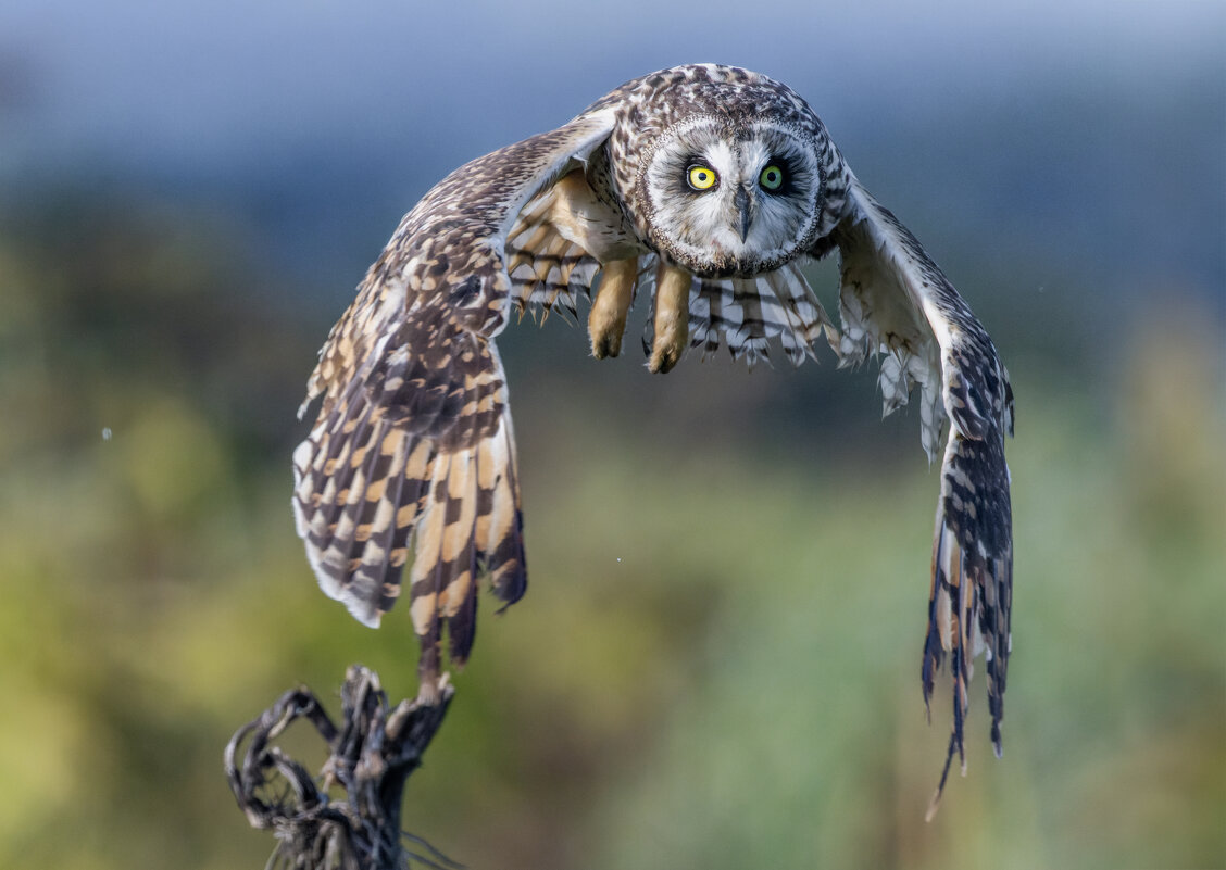 сова болотная. - юрий макаров