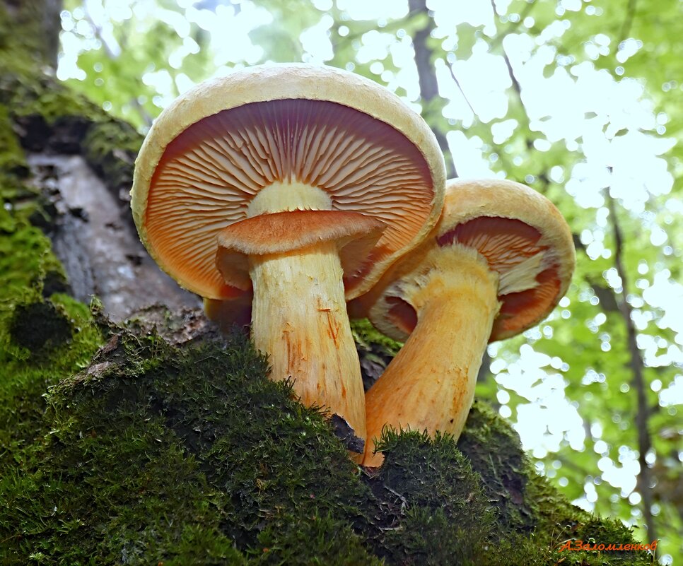 В грибных походах... - Андрей Заломленков