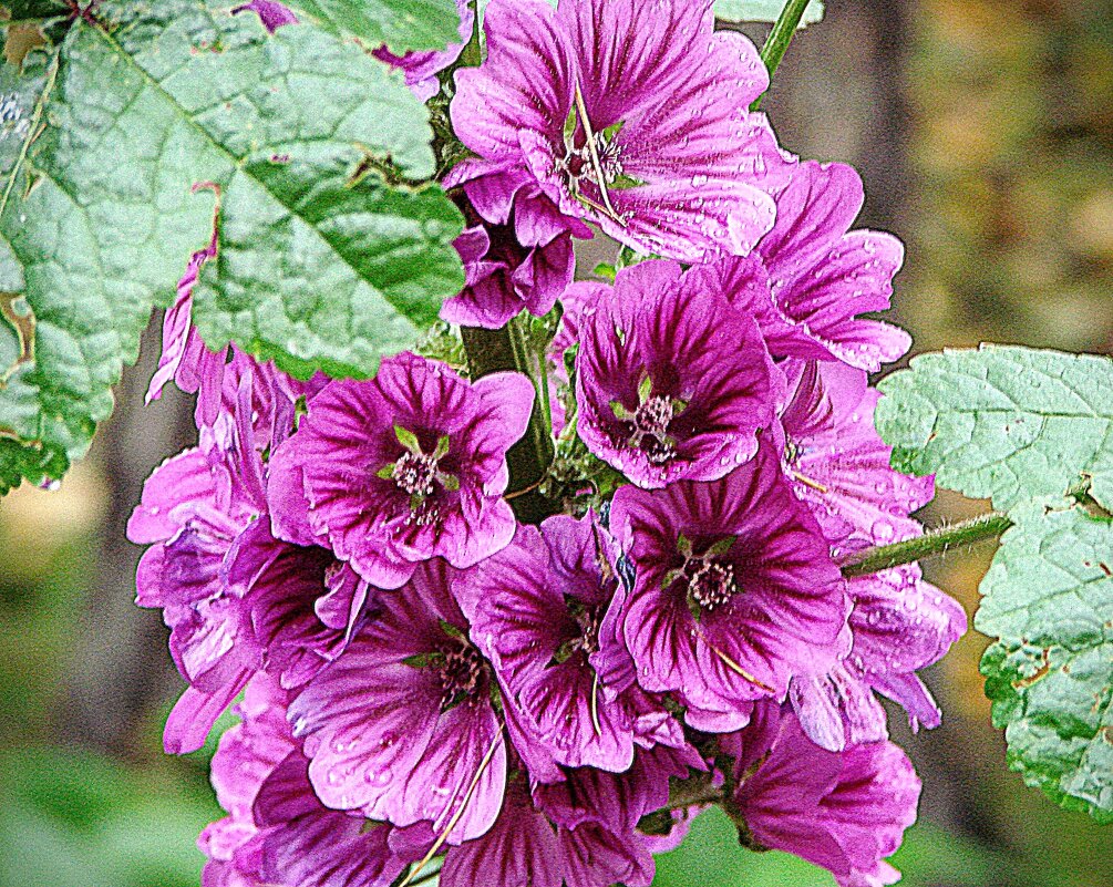 Мальва Alcea Gibbortello,,,, - Анатолий Колосов