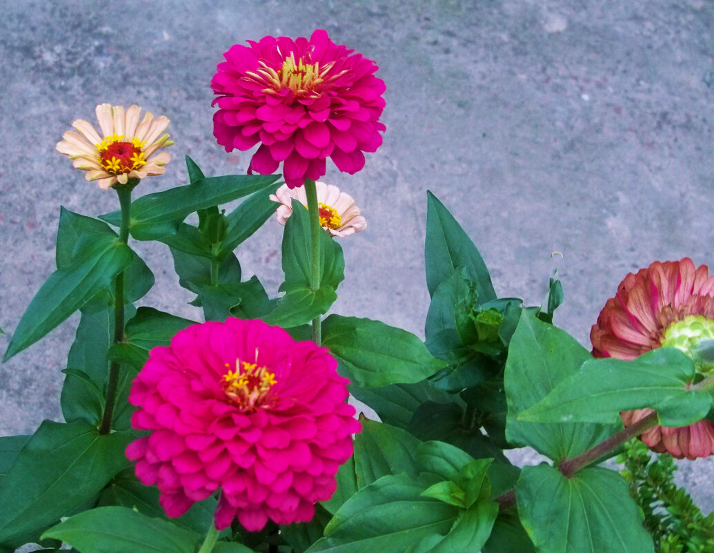 Цинии в нашем палисаде - Валентин Семчишин Цинии в нашем палисаде - Валентин Семчишин