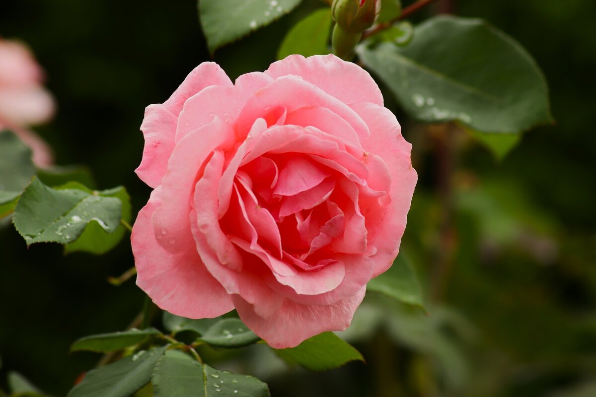 Розы сентября - Юрий. Шмаков