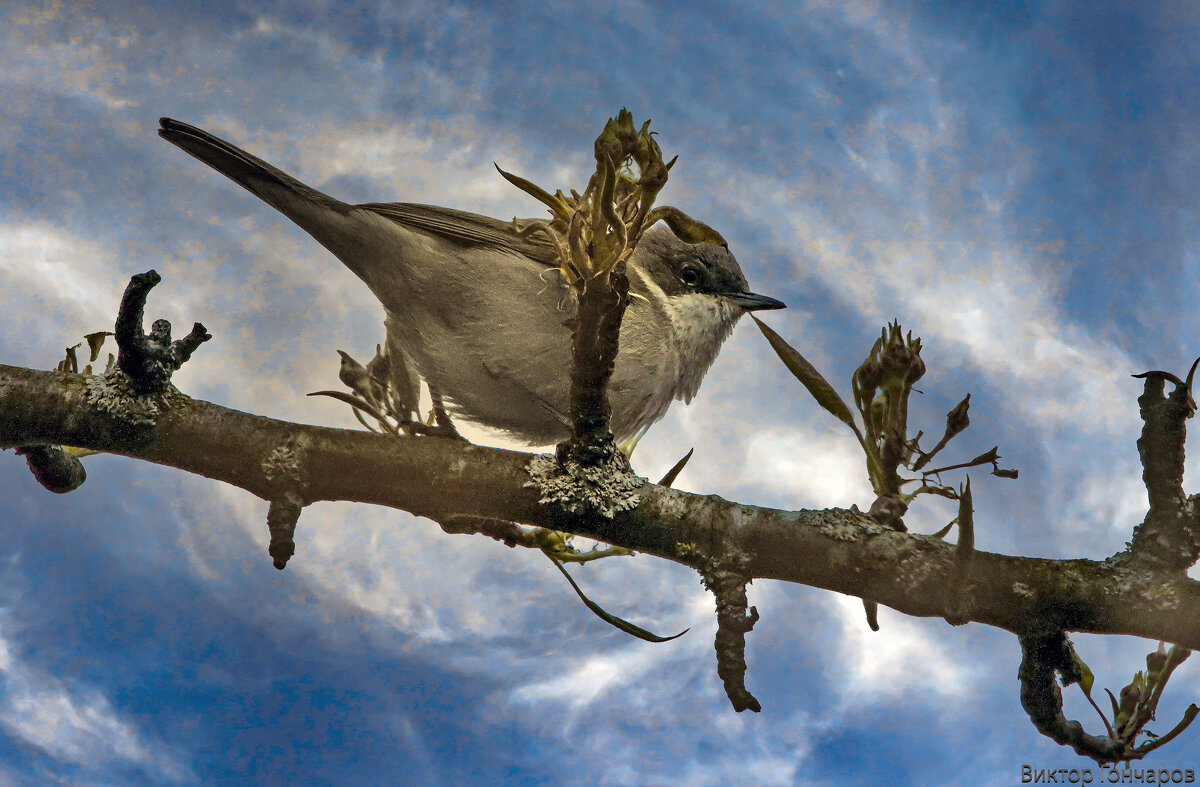 Славка - Laryan1 