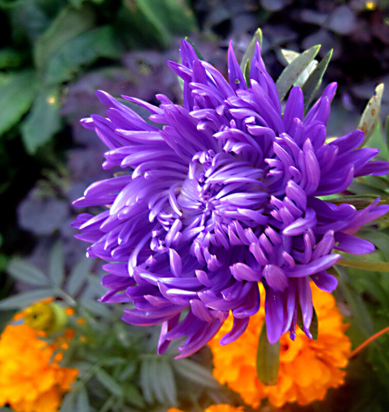 Астра - Елена Семигина Астра - Елена Семигина