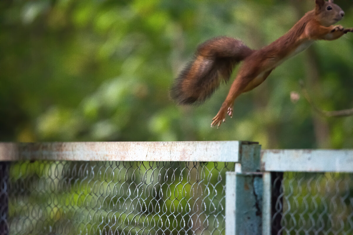 Прыжок из кадра. - Владимир Безбородов Прыжок из кадра. - Владимир Безбородов