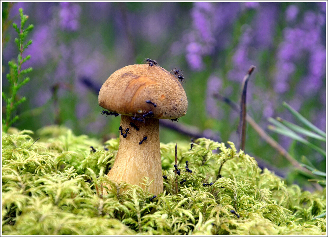 *** - Aleksandr Gal *** - Aleksandr Gal