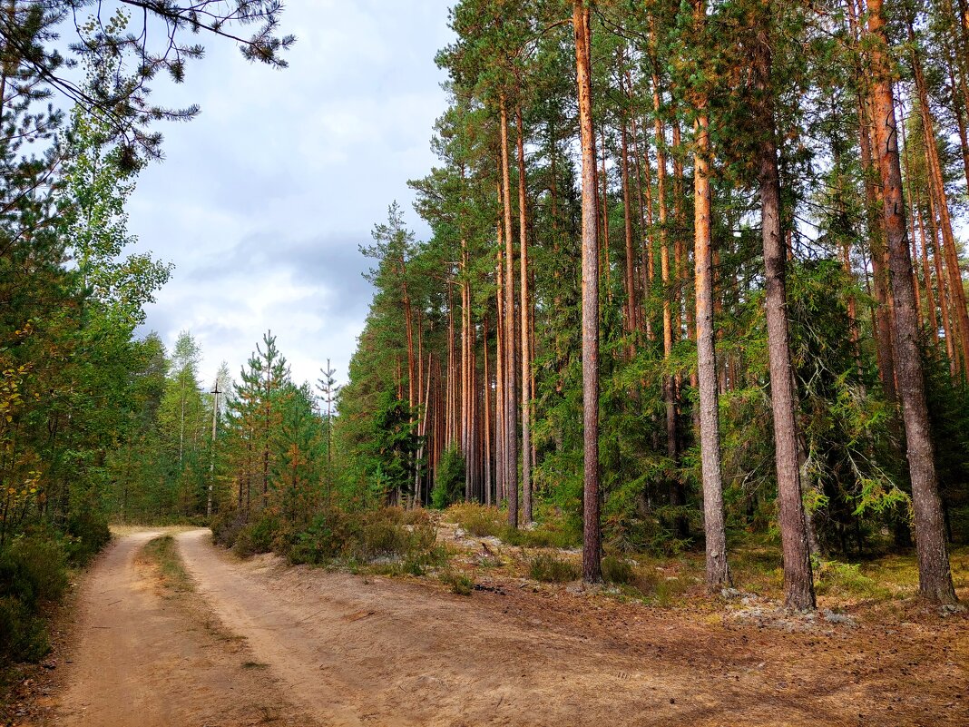Лес в сентябре - Ирина Румянцева