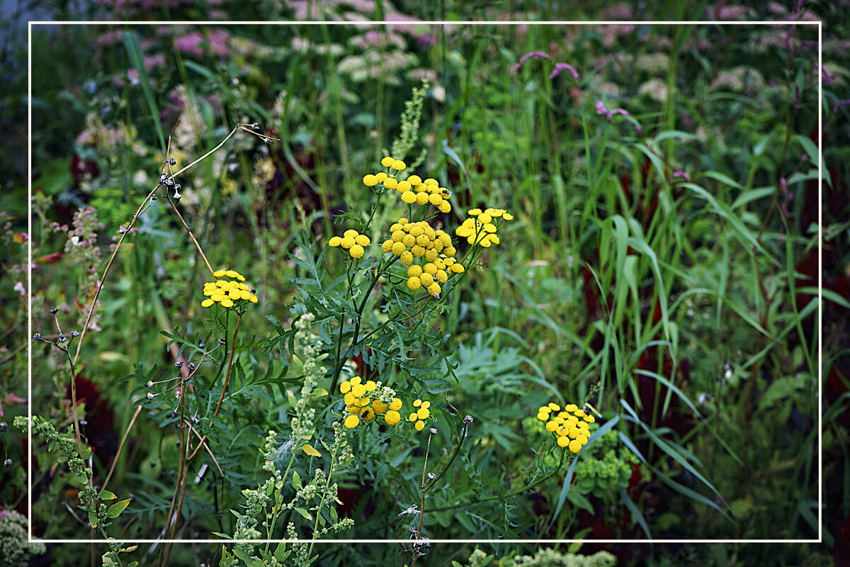 Фотозарисовка - Владимир Кроливец Фотозарисовка - Владимир Кроливец