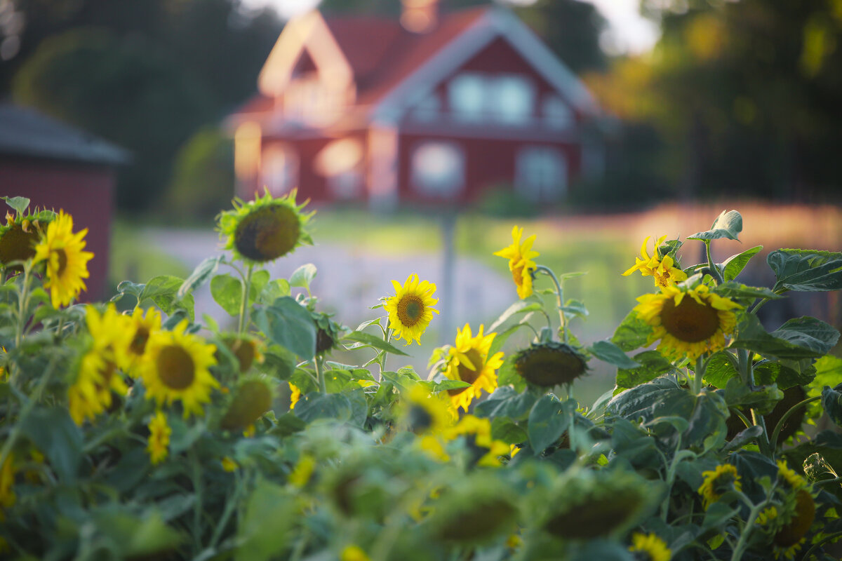 Солнечный урожай - liudmila drake