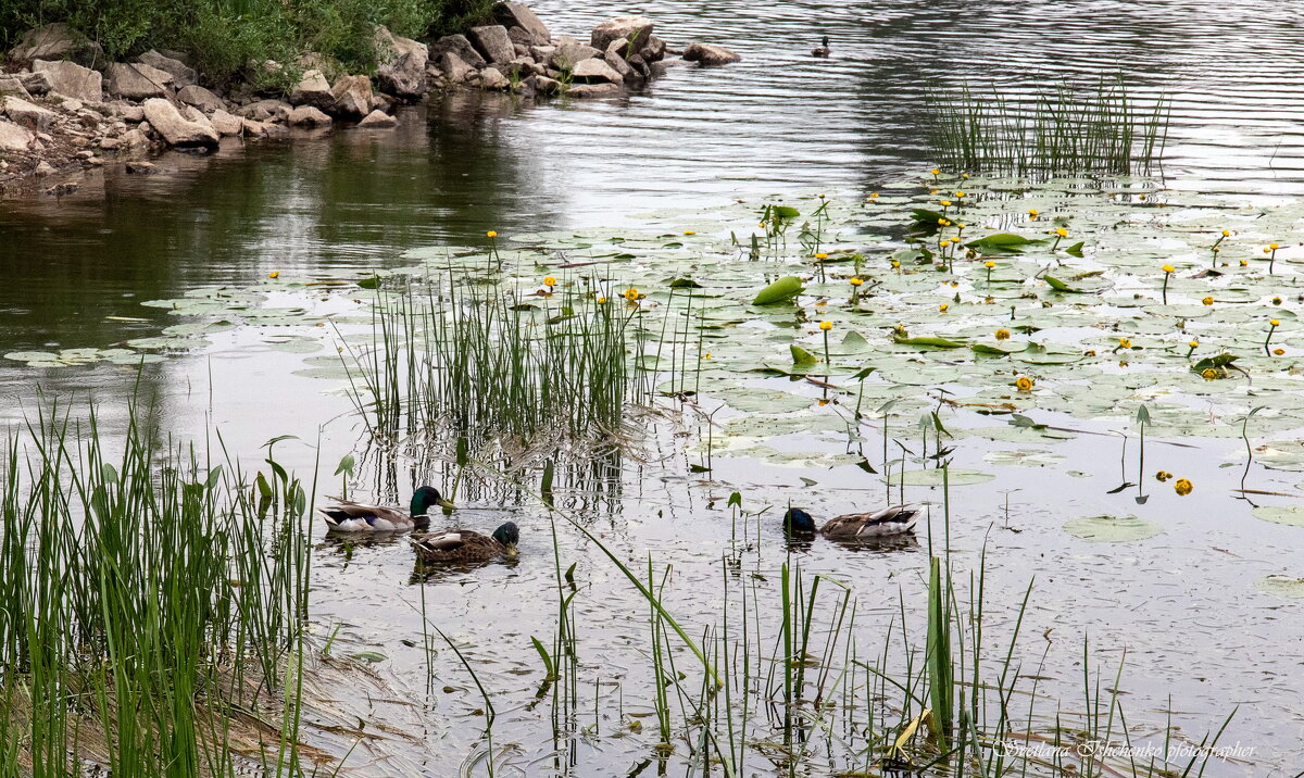 р. Нарев - Светлана Ищенко