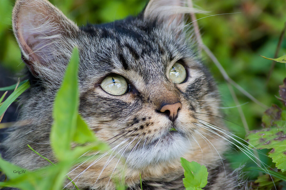 Жил-был кот - Светлана Григорьева