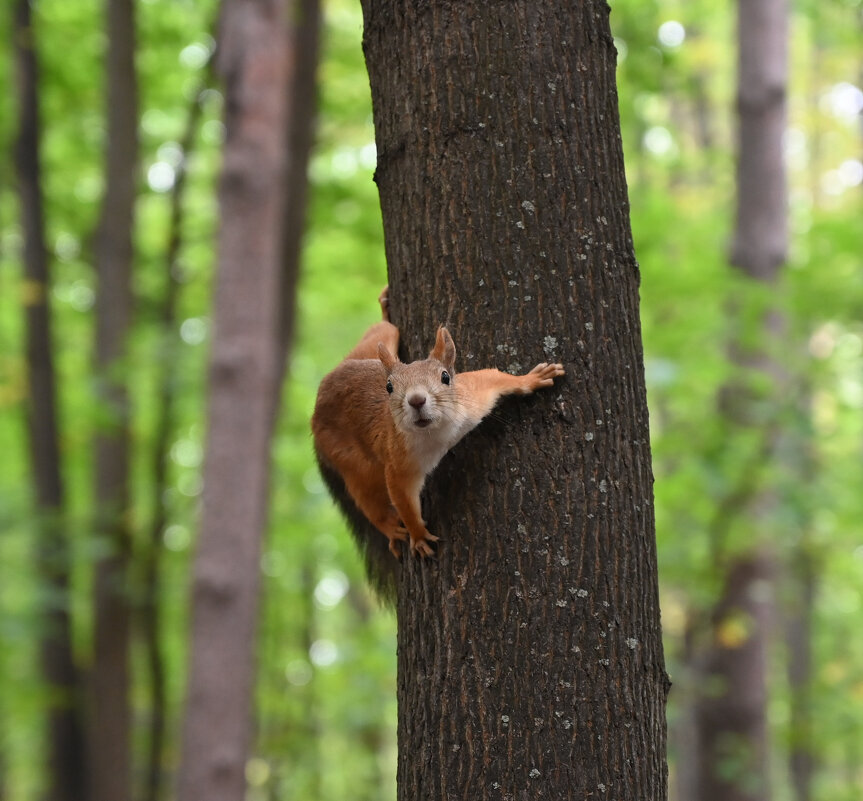 Тварь божья))) - redfox 