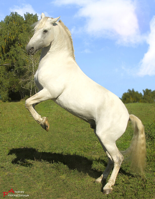 На природе... - Андрей Пристяжнюк