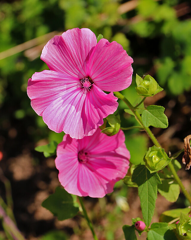 Мальва лаватера - Светлана 