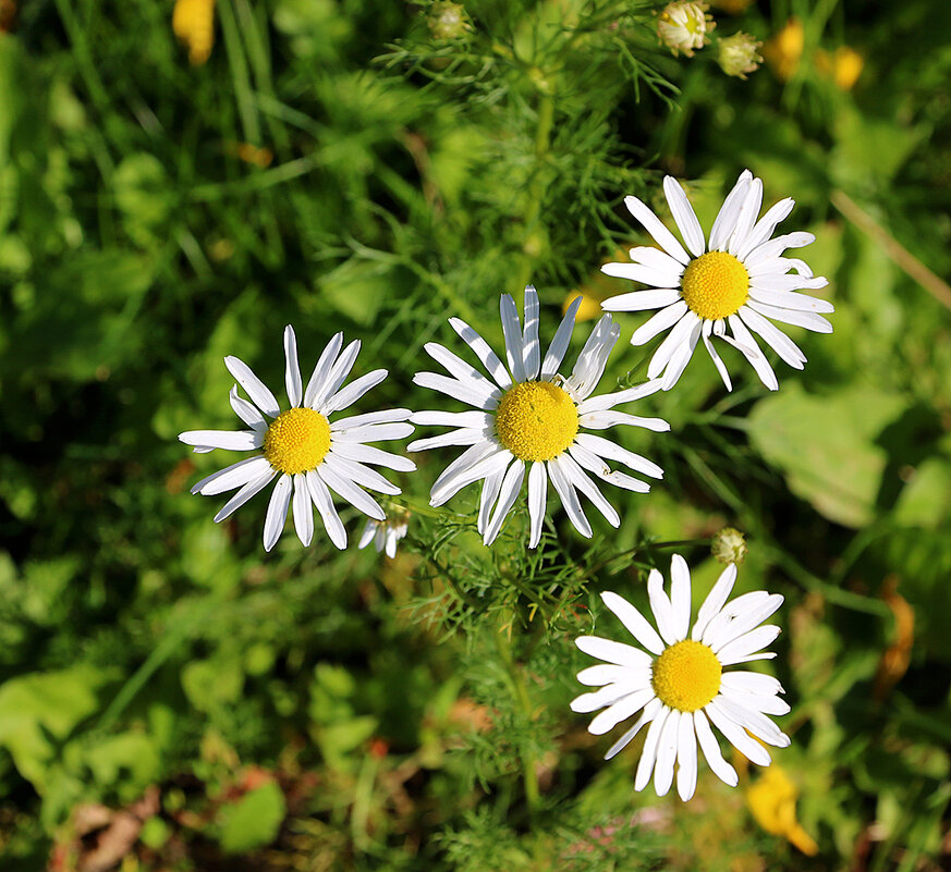 Сентябрь... всё ещё ромашки... - Светлана 