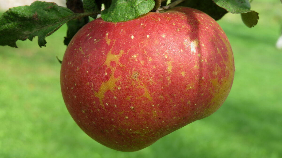 Кому витаминчики? - rimgis 