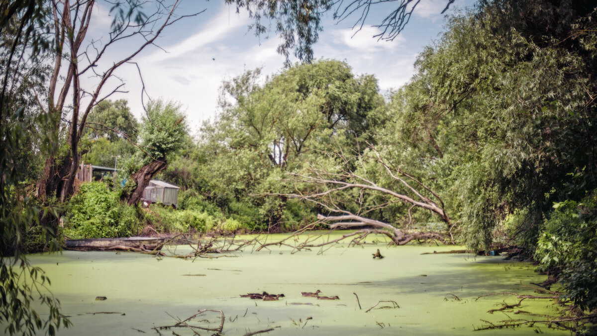 Утки в пруду - sorovey Sol