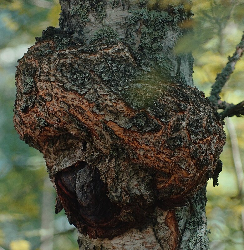 Чага - Леонид leo