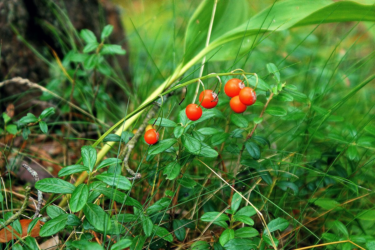 *** - Леонид leo *** - Леонид leo