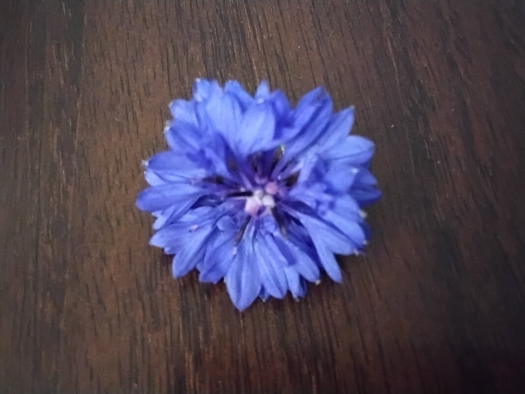 Василёк - Дмитрий Никитин