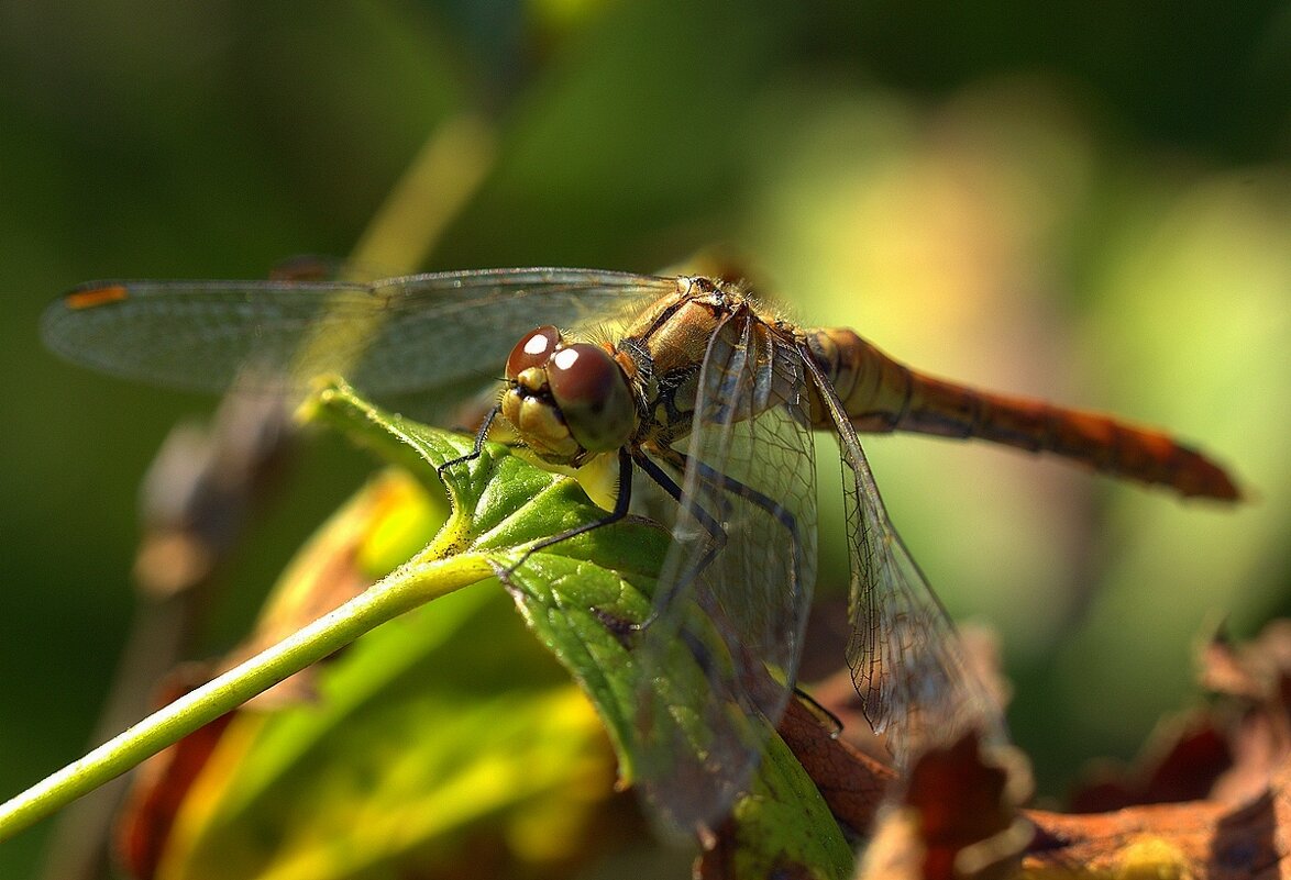 ... - Вячеслав Минаев ... - Вячеслав Минаев