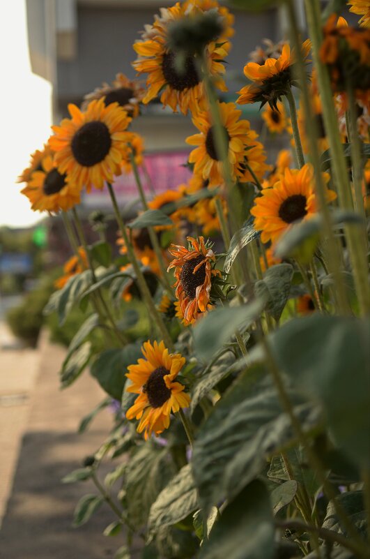 ...на городских клумбах.. - Георгий Никонов