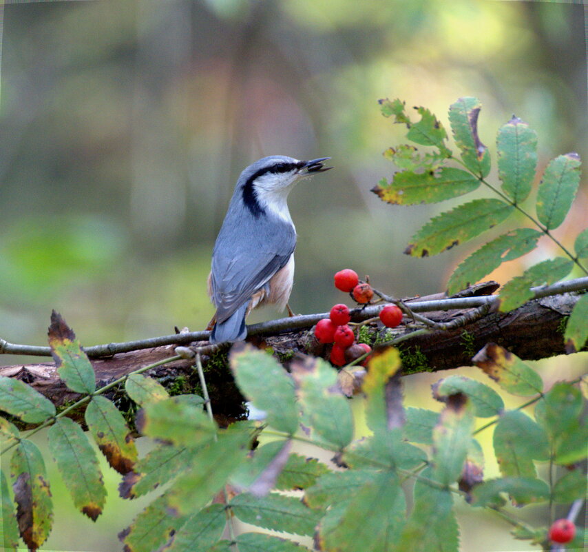 поползень - Сергей Владимирович Егоров
