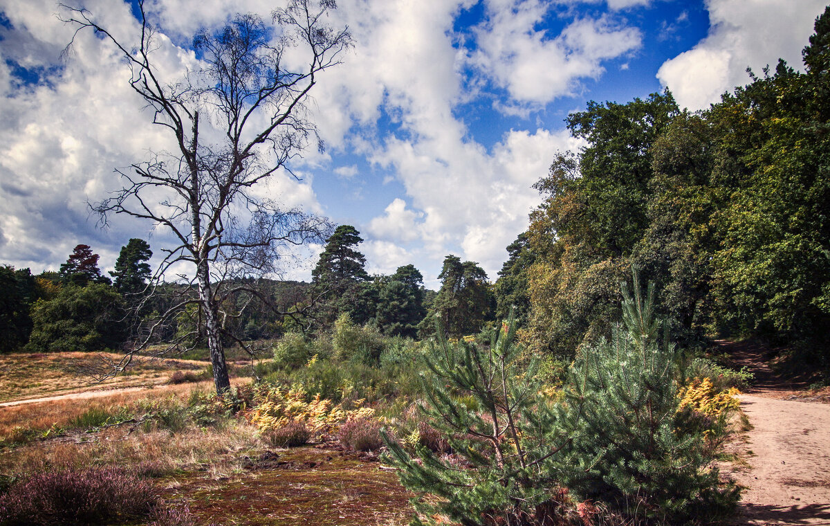 **** - Андроник Александр 