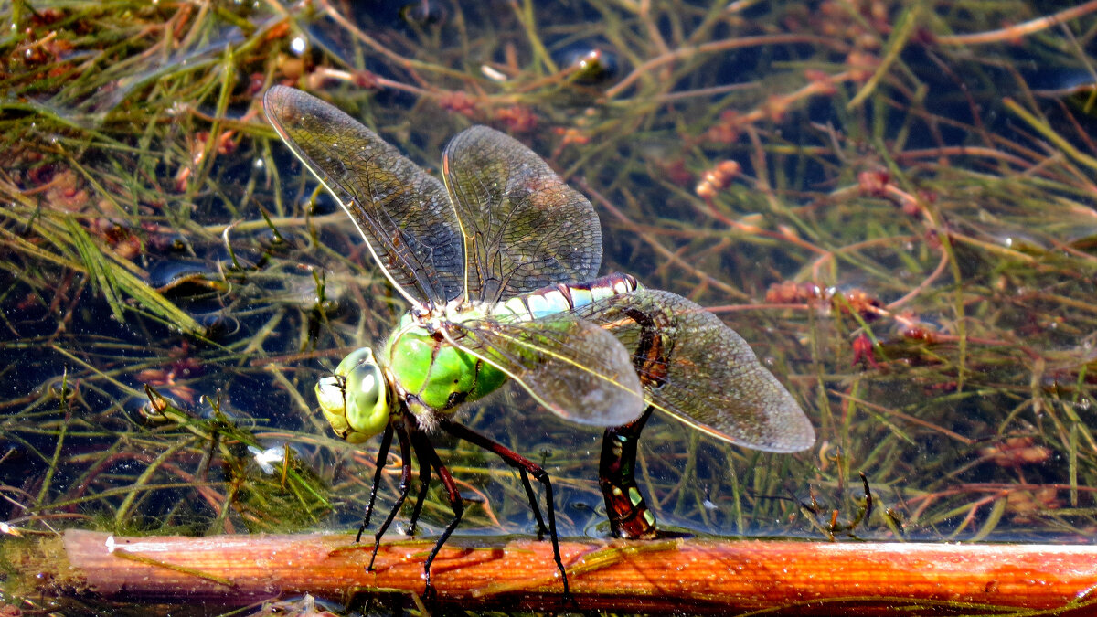 опять про стрекоз 27 - Александр Прокудин