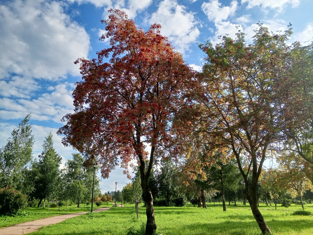 Осень - Сапсан 