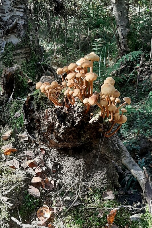 Сентябрь. В лесу - Наталья Герасимова