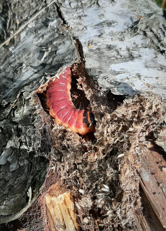 Кто живет в лесу - Наталья Герасимова Кто живет в лесу - Наталья Герасимова