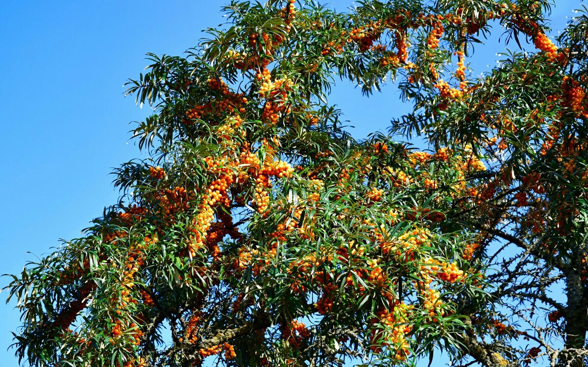 Облепихи урожай. - Милешкин Владимир Алексеевич 