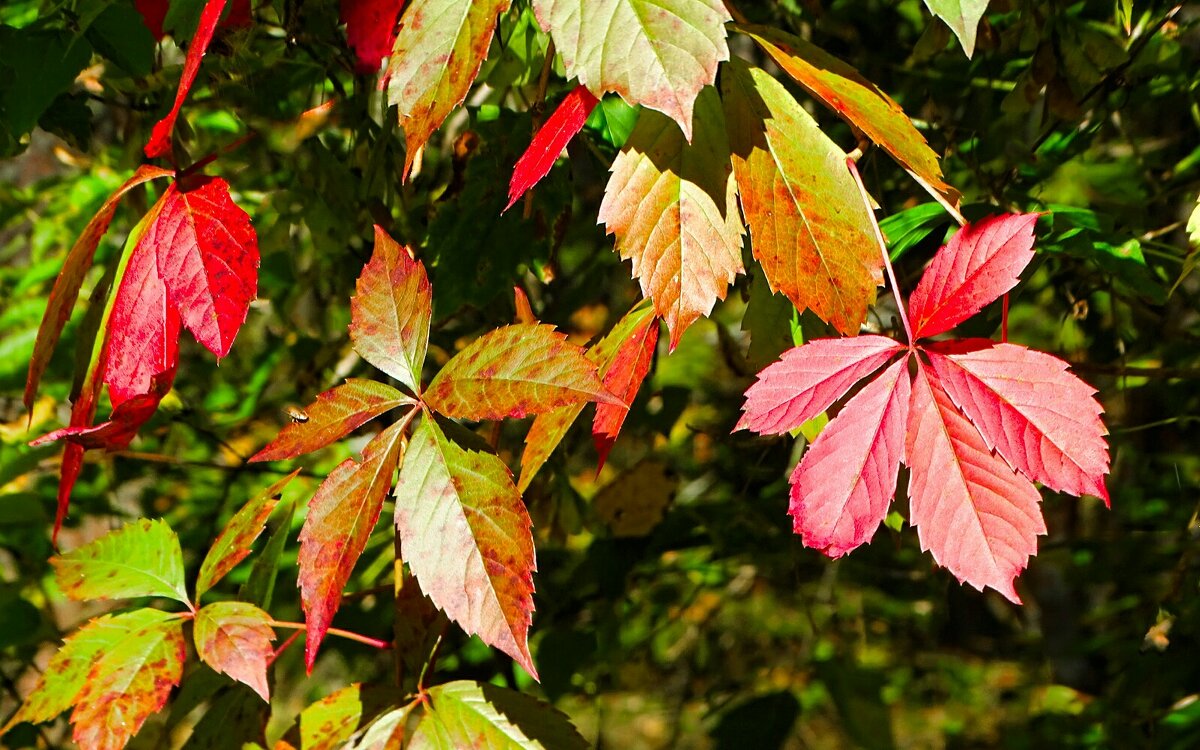 Девичий виноград в сентябре. - Милешкин Владимир Алексеевич 
