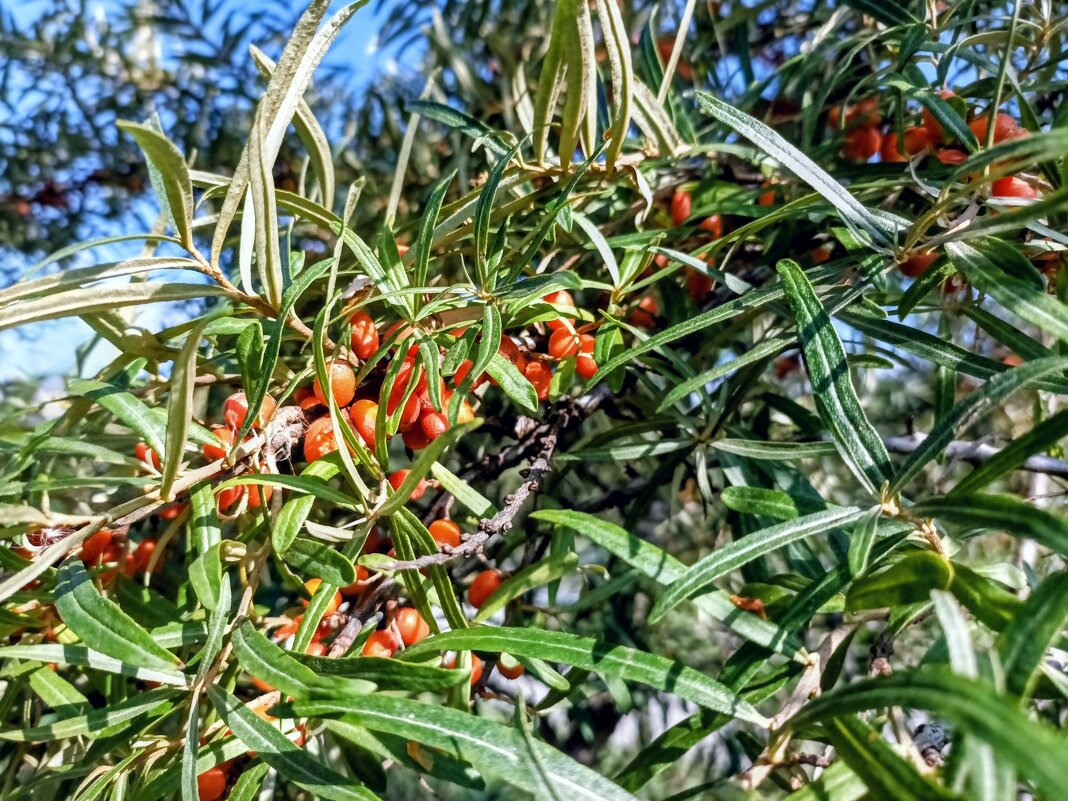 Облепиха - Veera V